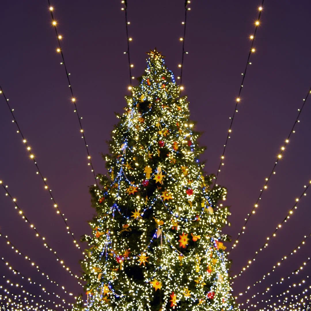 Focus-Rooms-Christmas-Outings-Lights